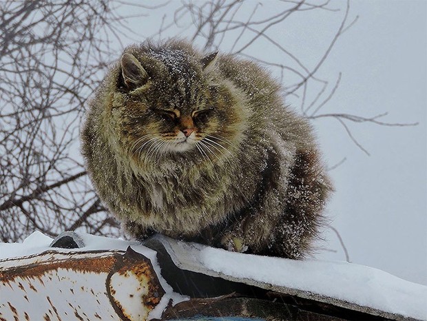 Đàn mèo Siberia xâm chiếm khu vườn của người nông dân, thế nhưng ý đồ của chúng vô tình trở thành việc tốt - Ảnh 9.