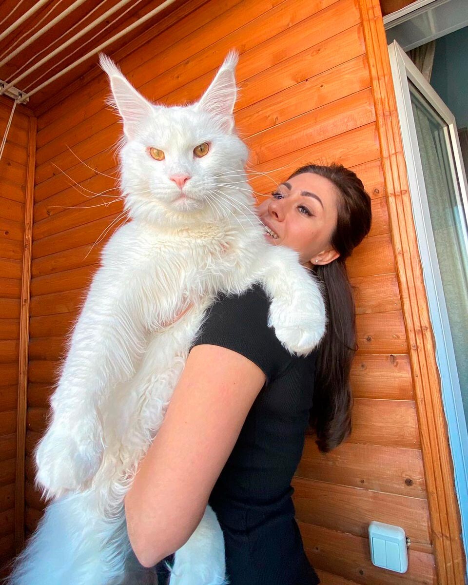 Meet Kefir, the most popular Maine Coon cat in Russia (PHOTOS) - Russia  Beyond