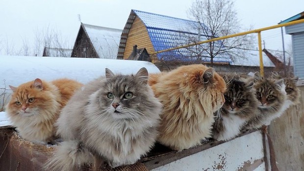 Đàn mèo Siberia xâm chiếm khu vườn của người nông dân, thế nhưng ý đồ của chúng vô tình trở thành việc tốt - Ảnh 13.