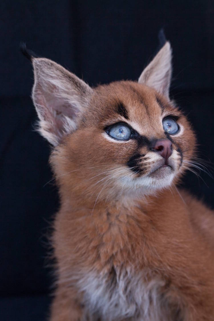 Tiny Caracal With Big Curious Eyes