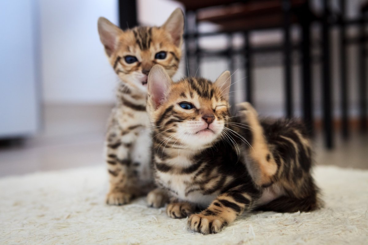 Bengal cats sunbathing melt hearts