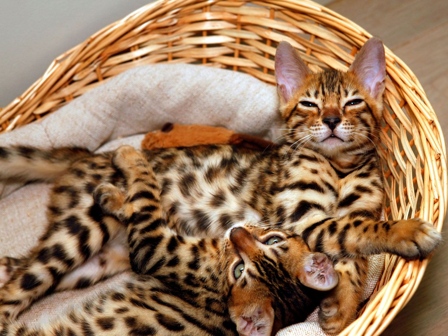 Bengal kitties stretching in their bed