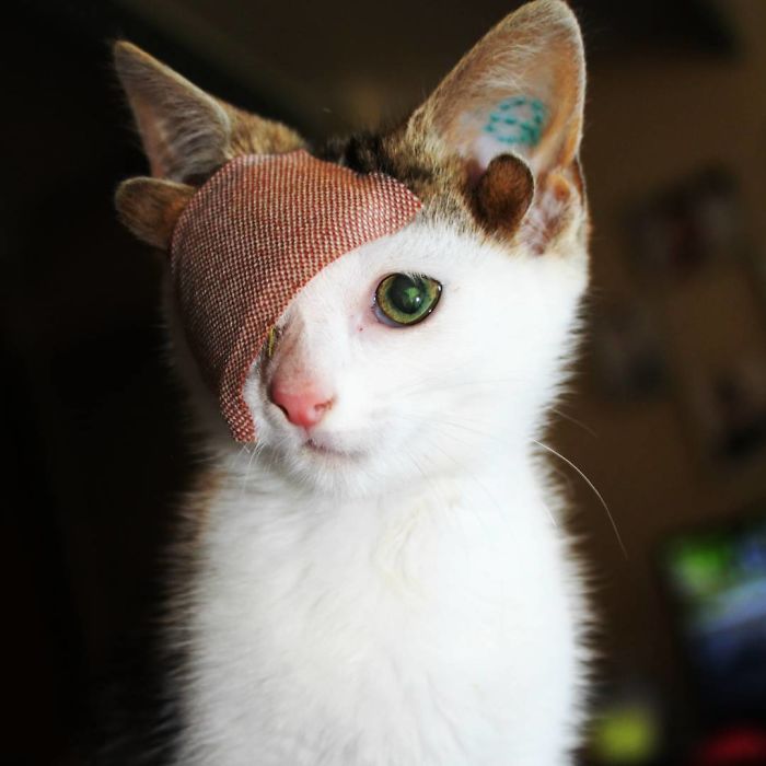 Rescue Kitty With 4 Ears And One Eye Escapes Misery After Finding His Forever Home