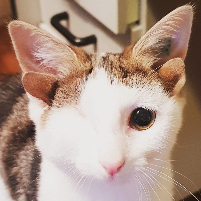 Rescue Kitty With 4 Ears And One Eye Escapes Misery After Finding His Forever Home