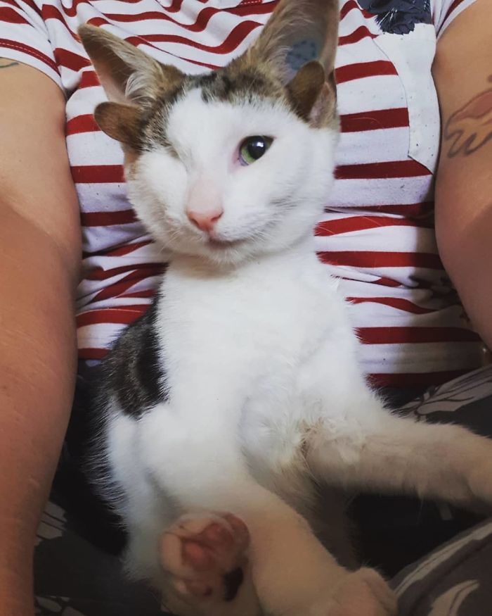 Rescue Kitty With 4 Ears And One Eye Escapes Misery After Finding His Forever Home