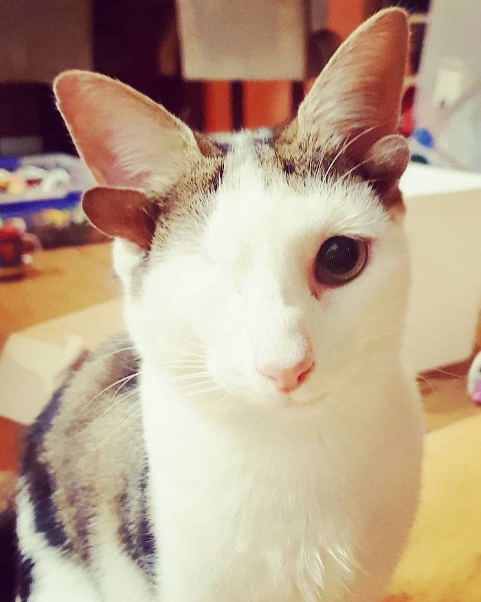 Rescue Kitty With 4 Ears And One Eye Escapes Misery After Finding His Forever Home