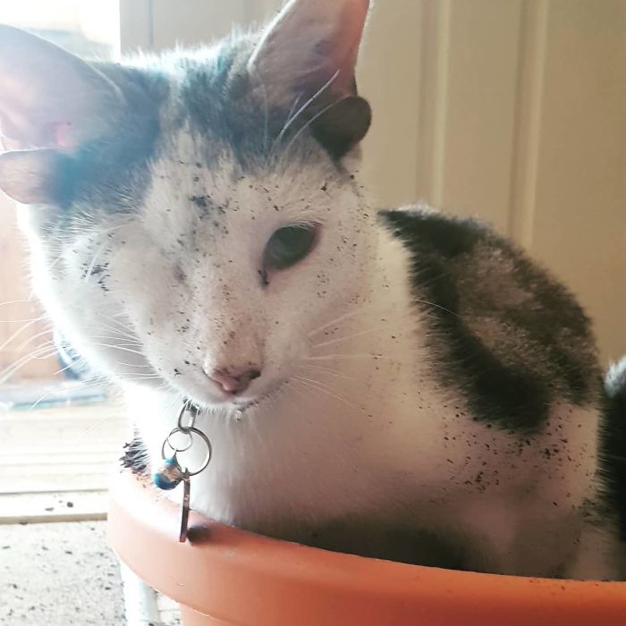 Rescue Kitty With 4 Ears And One Eye Escapes Misery After Finding His Forever Home