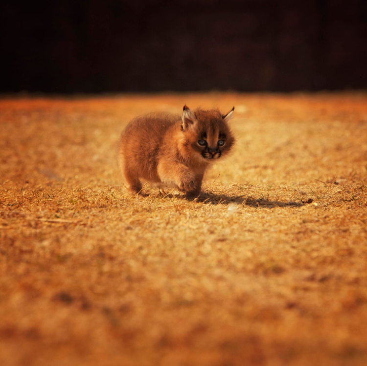 Cute Fluffy Caracal Kitten