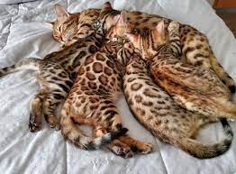 Bengal Cats and kittens of Florida | Facebook