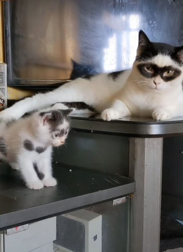 This Cat Became Popular On The Internet For Looking Like Zorro, Gets A Kitten Named Bandit That Looks Exactly Like Him