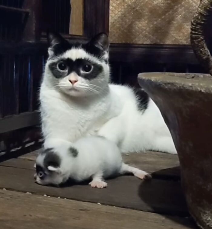 This Cat Became Popular On The Internet For Looking Like Zorro, Gets A Kitten Named Bandit That Looks Exactly Like Him