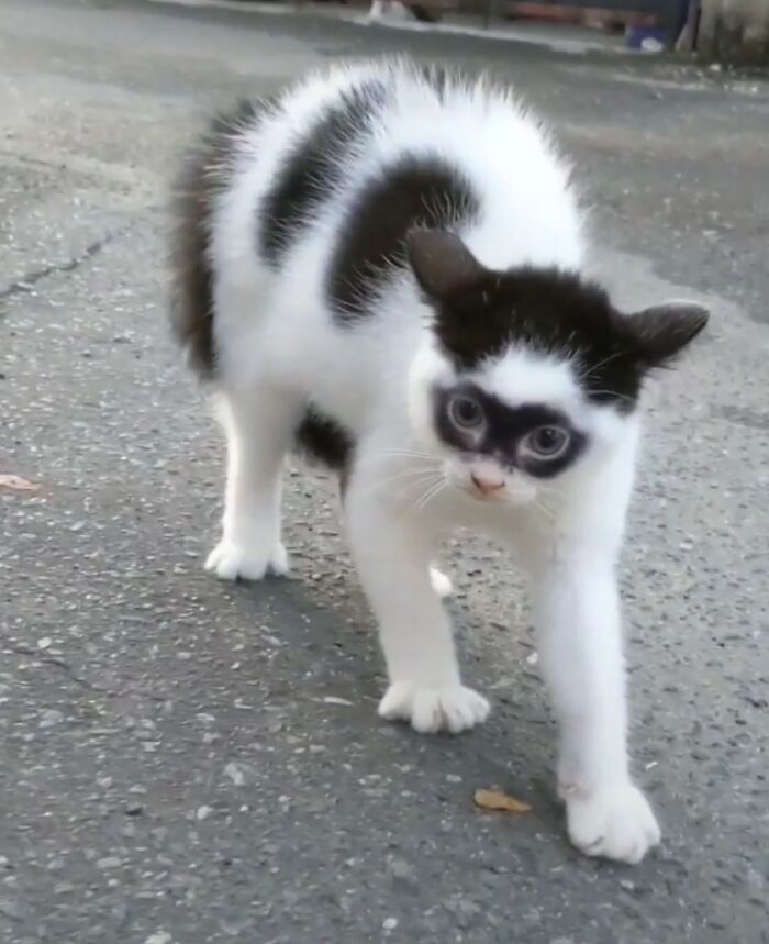 This Cat Became Popular On The Internet For Looking Like Zorro, Gets A Kitten Named Bandit That Looks Exactly Like Him