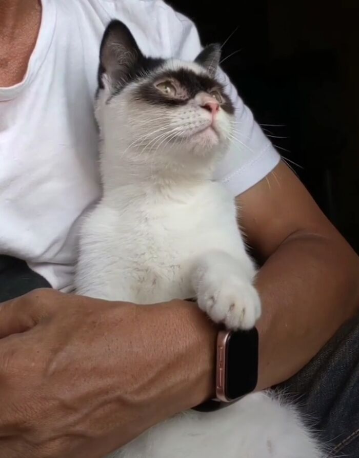 This Cat Became Popular On The Internet For Looking Like Zorro, Gets A Kitten Named Bandit That Looks Exactly Like Him