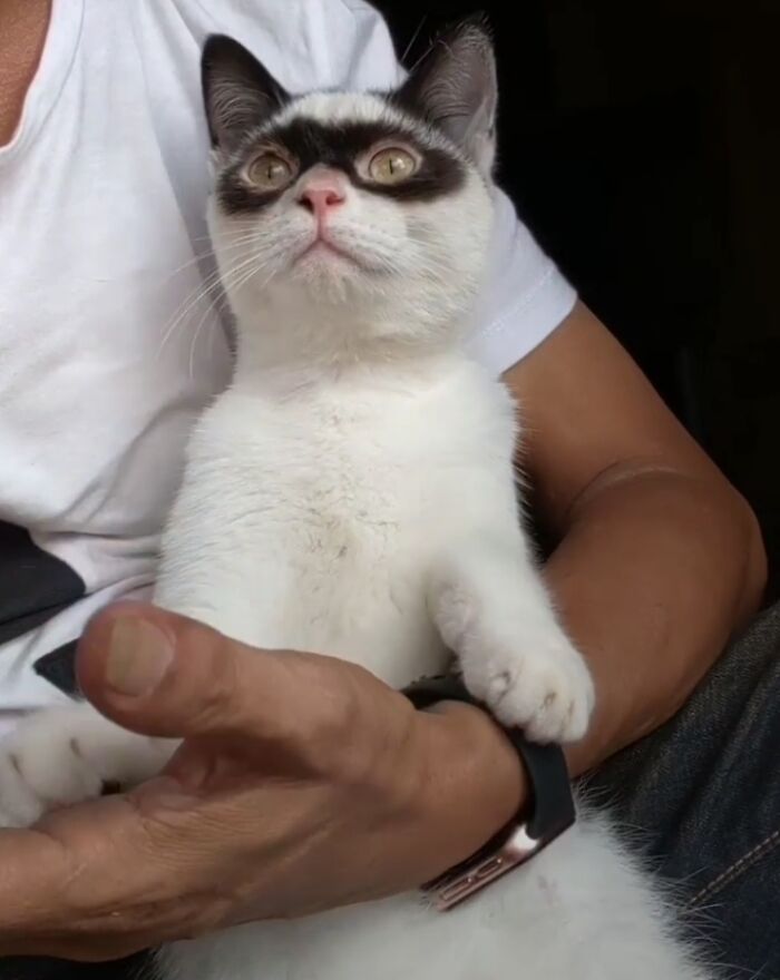 This Cat Became Popular On The Internet For Looking Like Zorro, Gets A Kitten Named Bandit That Looks Exactly Like Him