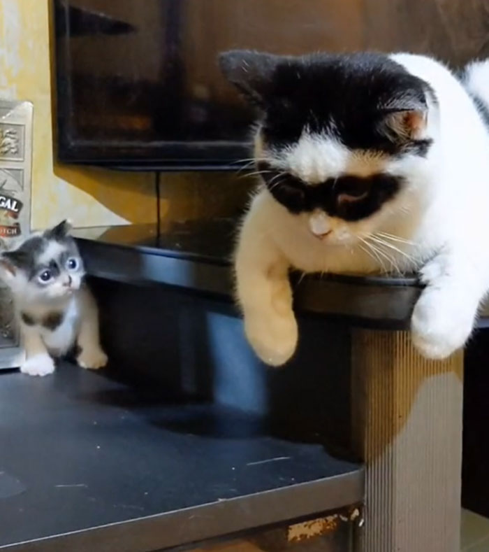 This Cat Became Popular On The Internet For Looking Like Zorro, Gets A Kitten Named Bandit That Looks Exactly Like Him