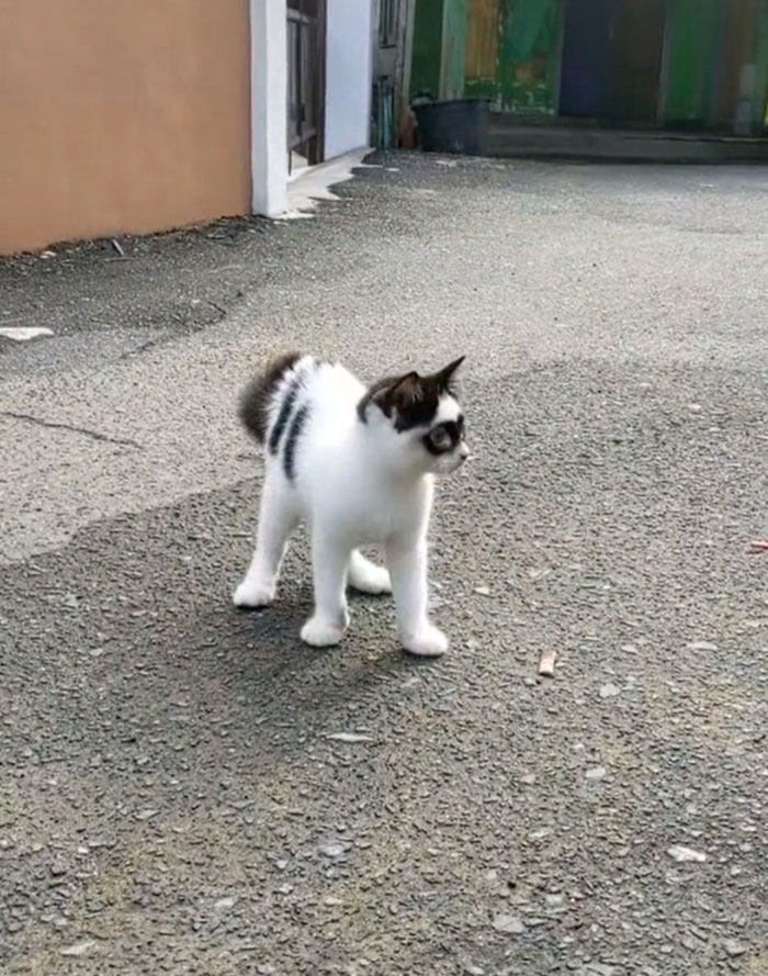 This Cat Became Popular On The Internet For Looking Like Zorro, Gets A Kitten Named Bandit That Looks Exactly Like Him