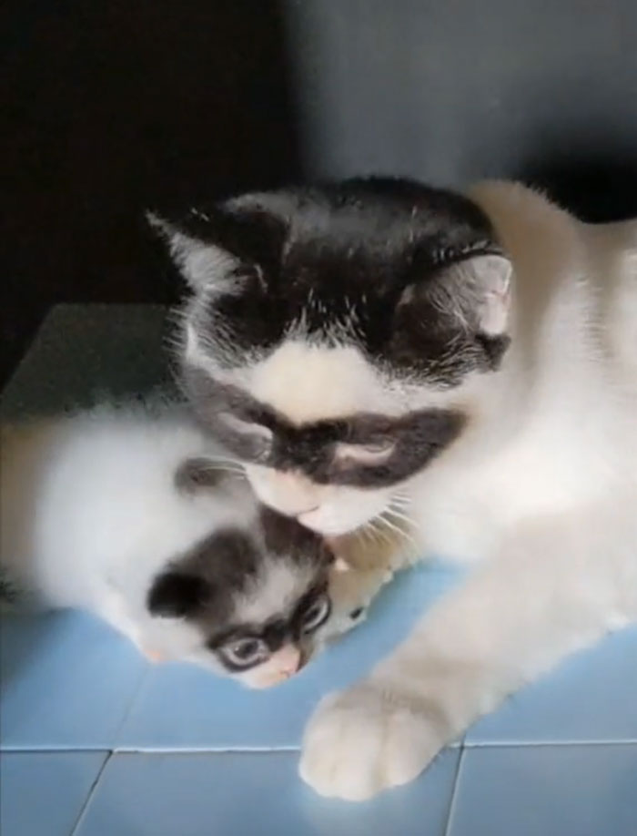 This Cat Became Popular On The Internet For Looking Like Zorro, Gets A Kitten Named Bandit That Looks Exactly Like Him