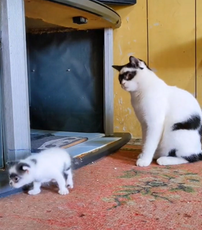 This Cat Became Popular On The Internet For Looking Like Zorro, Gets A Kitten Named Bandit That Looks Exactly Like Him