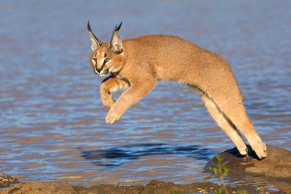 Mèo caracal sở hữu nhiều nét riêng về ngoại hình và tính cách