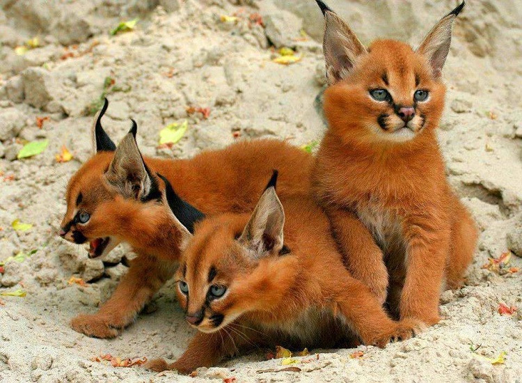 Mèo Caracal con thích ứng nhanh với cuộc sống tự lập