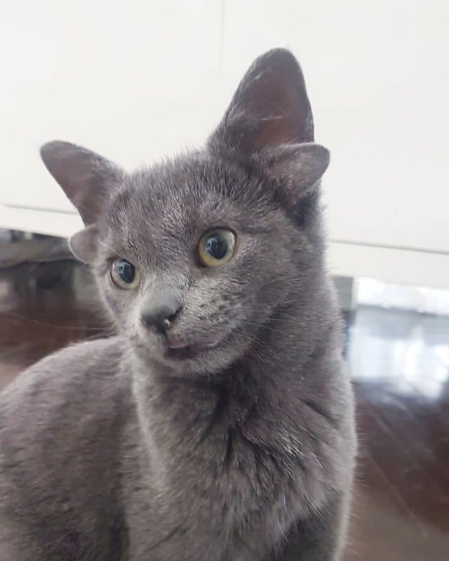 A photo of Midas, a kitten with four ears