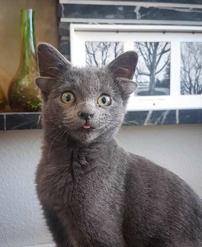 A photo of Midas, a kitten with four ears