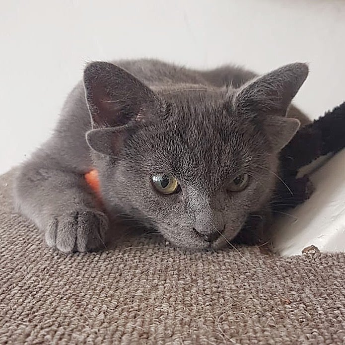 A photo of Midas, a kitten with four ears