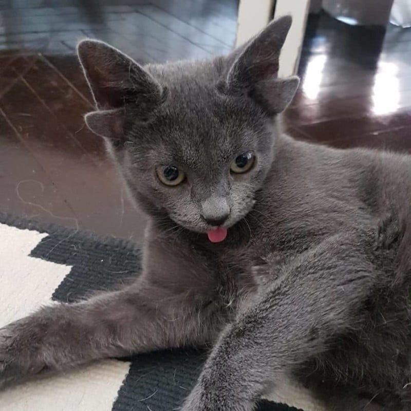 A photo of Midas, a kitten with four ears