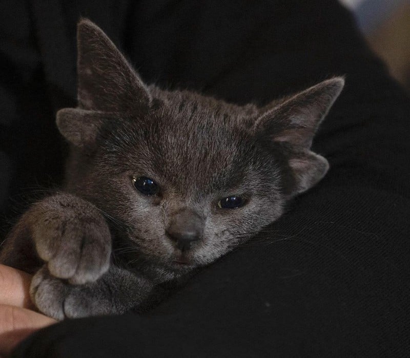 A photo of Midas, a kitten with four ears