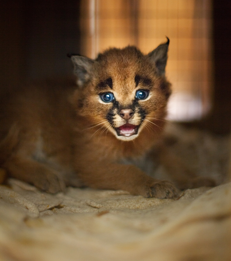 Adorable Fuzzy Caracal Kitten