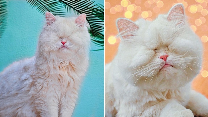 Meet Moet, the blind cat, who has become an internet sensation. (Image courtesy: Instagram)