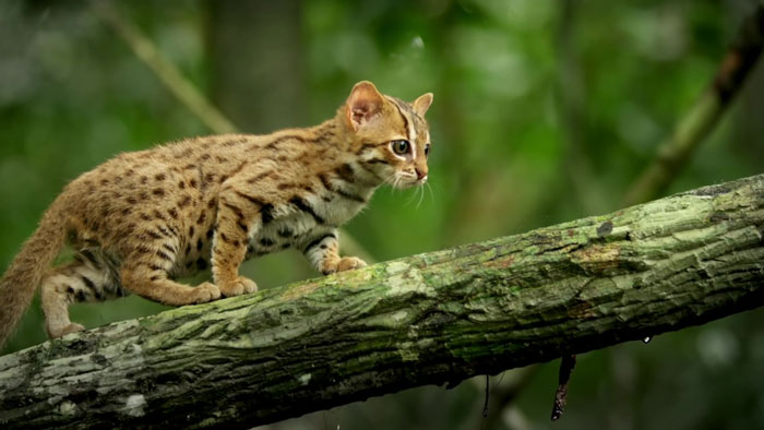 This Is The World's Tiniest Wild Cat, And It Might Be The Cutest Thing You'll See Today