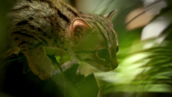 This Is The World's Tiniest Wild Cat, And It Might Be The Cutest Thing You'll See Today