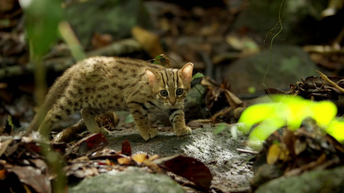 This Is The World's Tiniest Wild Cat, And It Might Be The Cutest Thing You'll See Today