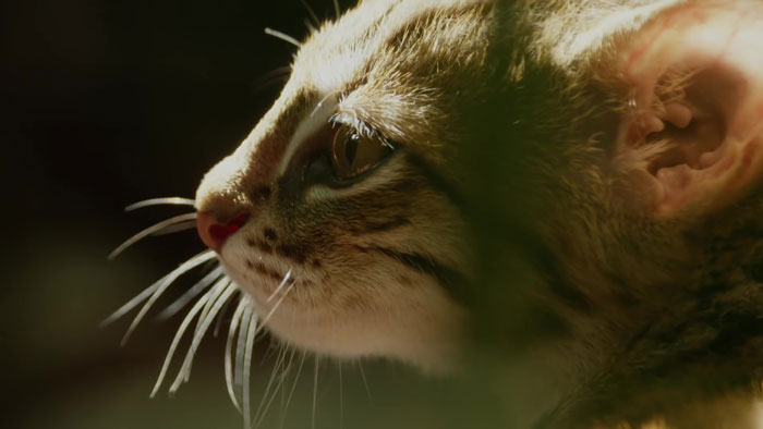 This Is The World's Tiniest Wild Cat, And It Might Be The Cutest Thing You'll See Today